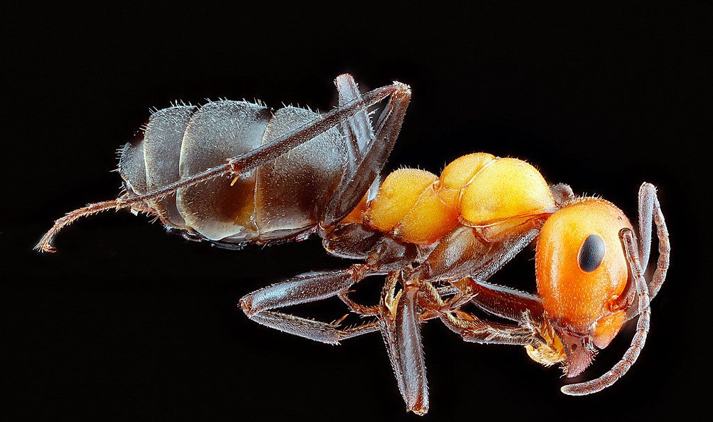 Ant Control service in Houston, TX