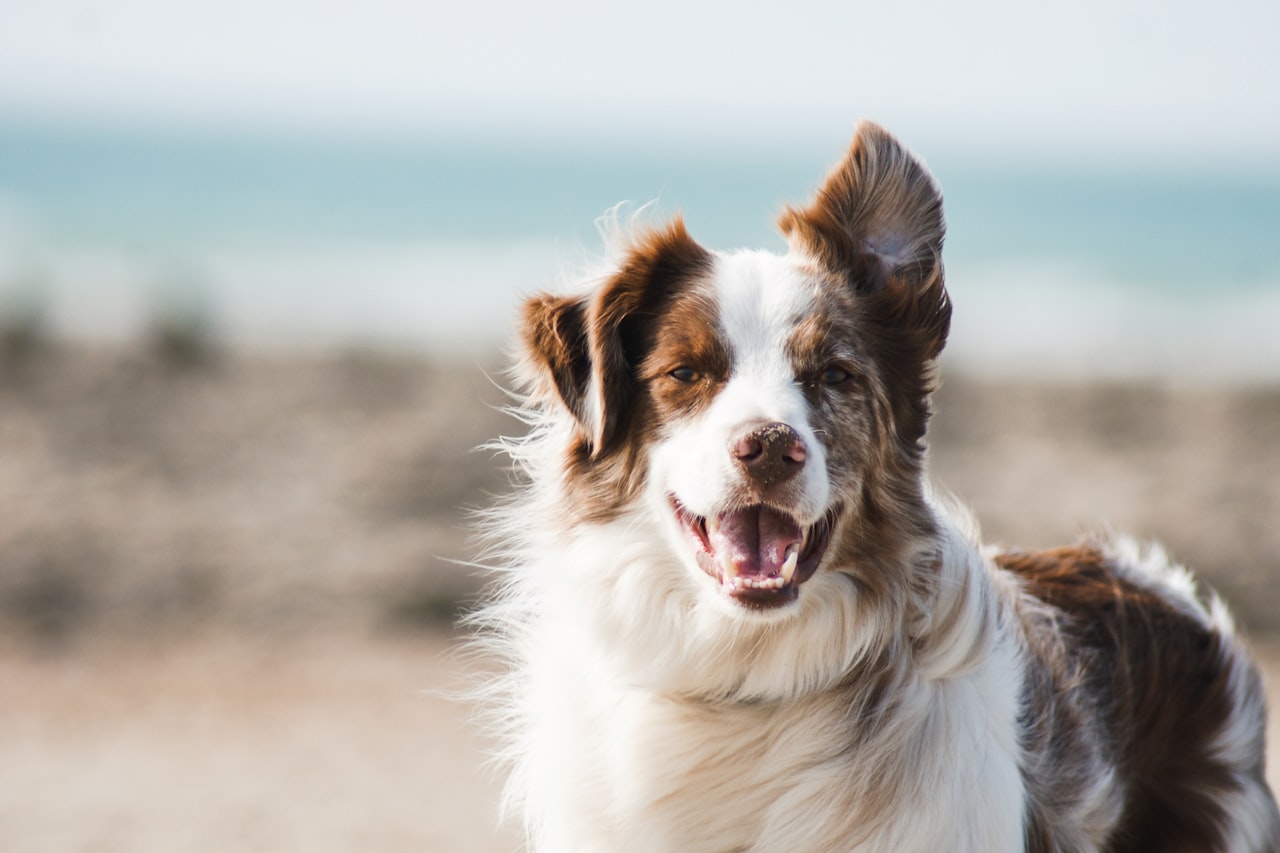 Flea & Tick Control service in Houston, TX