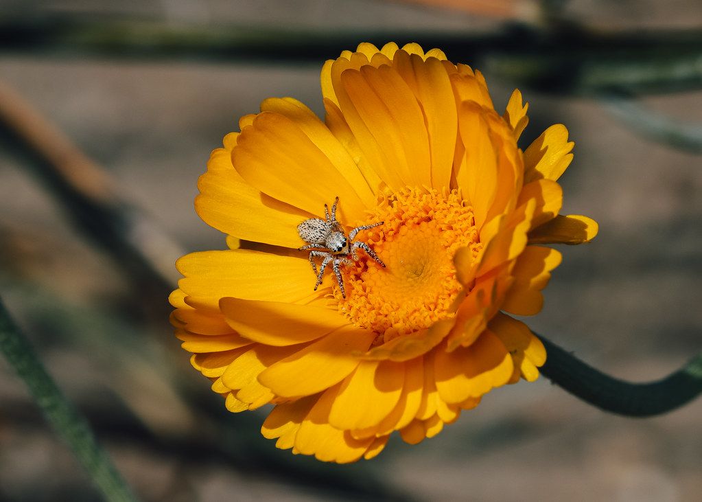 Spider Control service in Houston, TX